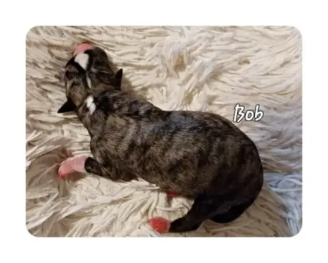 Whippet  Bob Hellowhip