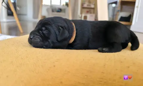 Labrador Retriever photo 2