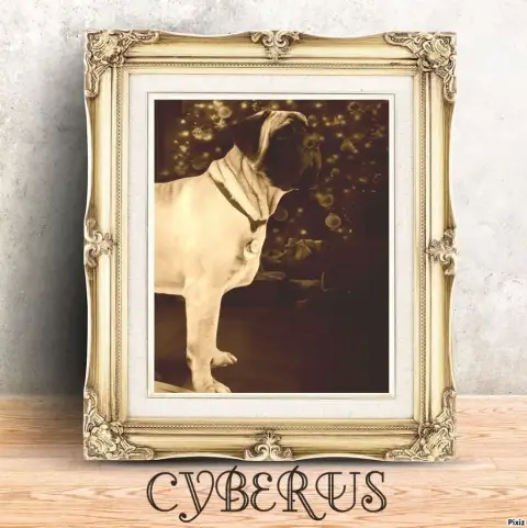 Mastiff  Chiot N°3 Des Joyaux D'Hades photo 2