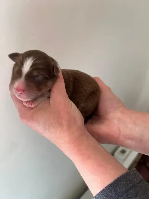 Berger Australien  Chiot 5 Des Ptits Bergers En Terre 4266e