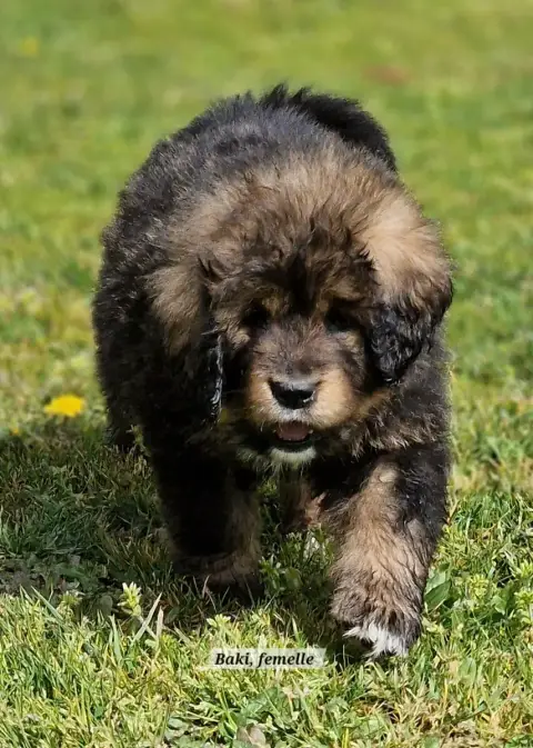 Dogue Du Tibet  Bakie