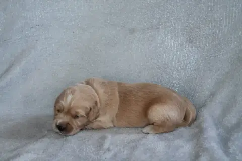 Golden Retriever photo 3