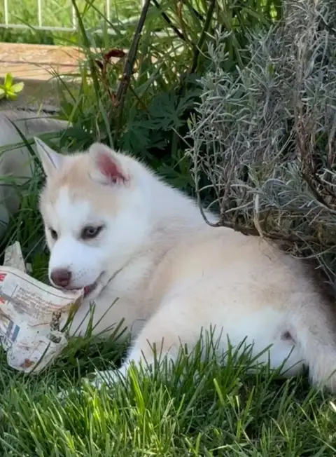 Siberian Husky  Chiot 3 Du Royaume Des Horizons D'Or b44a5
