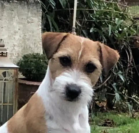 Jack Russell Terrier  Bubble Du Bois De Compiègne photo 2
