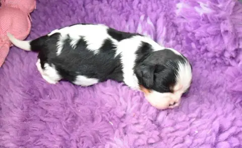 Cavalier King Charles Spaniel  Disponible Chez Valhal a8c8c