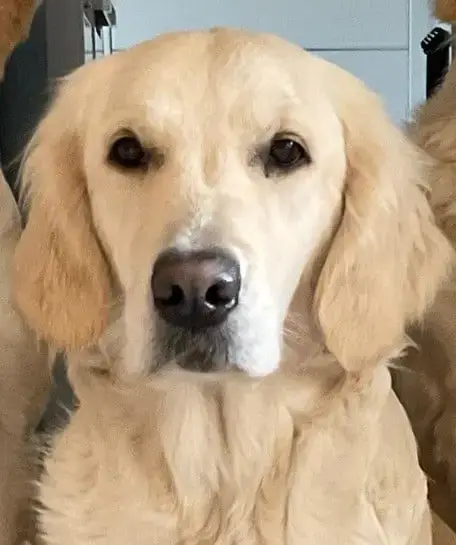 Golden Retriever  Rose De La Fontaine De Ricaud photo 3