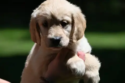 Golden Retriever  Chiot N°8 Du Haut De La Girauderie e88d5