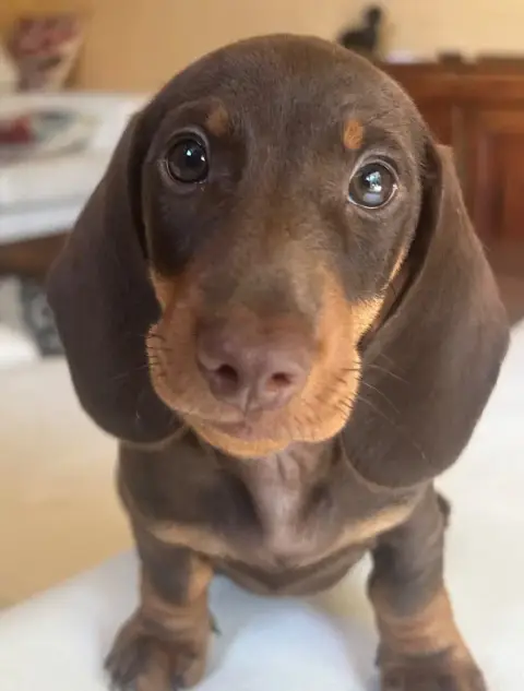 Teckel Poil Ras  Brown Des Stardachshund photo 2