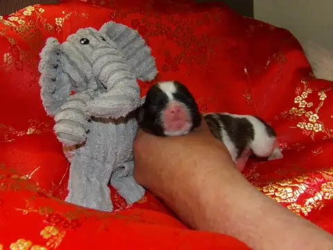Shih Tzu  Chiot N°4 Du Paradis D'Indiana