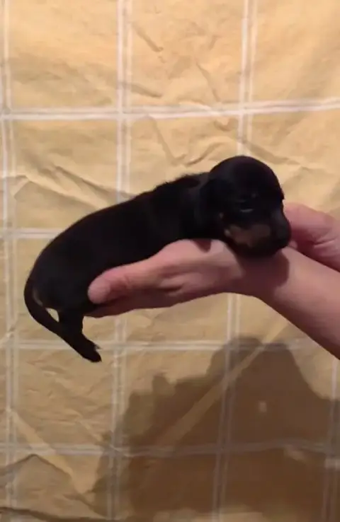 Teckel Poil Ras  Chiot N°1 De Milantosa