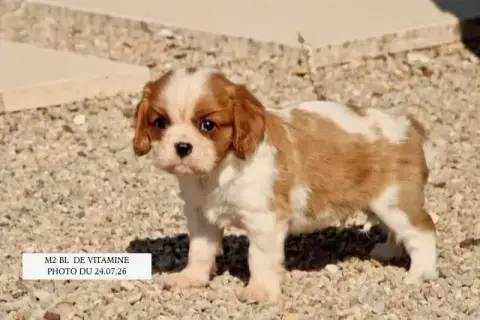 Cavalier King Charles Spaniel 
                       ecbeb