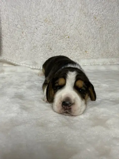 Beagle  Chiot N°1 Du Moulin De Madjurie