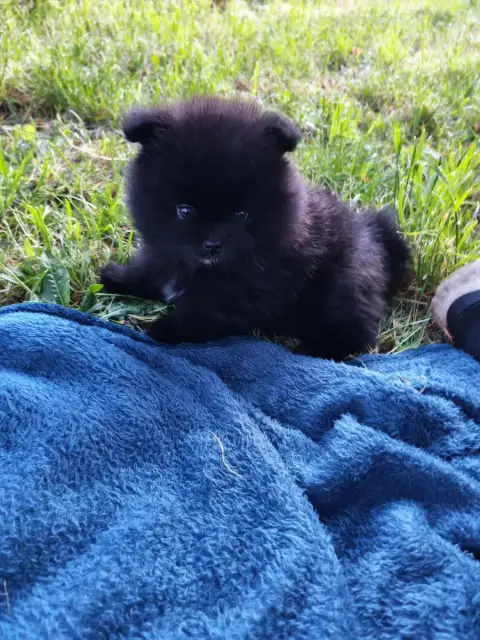Spitz Allemand  Black- photo 3