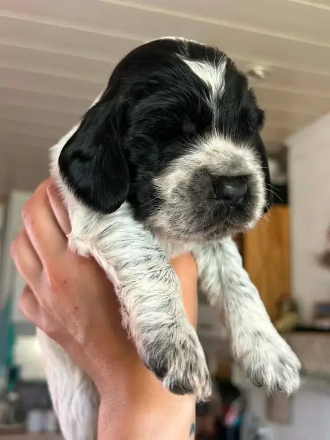 Cocker Spaniel Anglais  Male Bleue Rouan Des Terres D 2e931