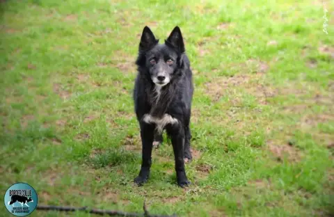 Border Collie  Black photo 3