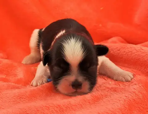 Shih Tzu  Boris (Ruban Bleu) Of Mayajoe'S Dreams