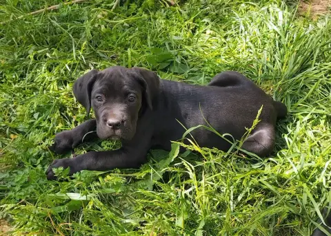 Cane Corso  Collier Gris De La Tribu Amazone