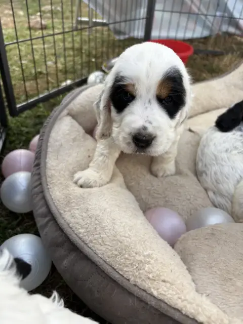 Cocker Spaniel Anglais 
                        Chiot 97caf