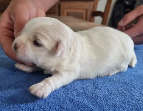 Coton De Tulear  Chiot N°1 Des Hirondelles Du Voyage 723ec photo 2
