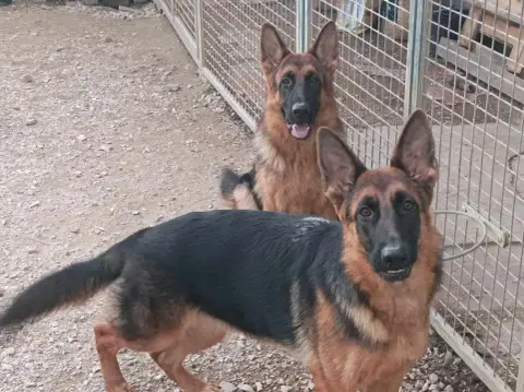 Berger Allemand  Chiot Ruban Vert Unatwo Des Seigneur 2ae43