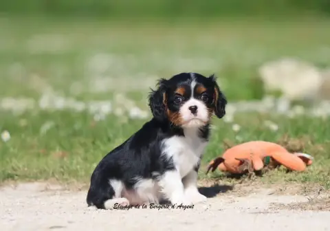 Cavalier King Charles Spaniel  Brookie De La Bergerie 5750d