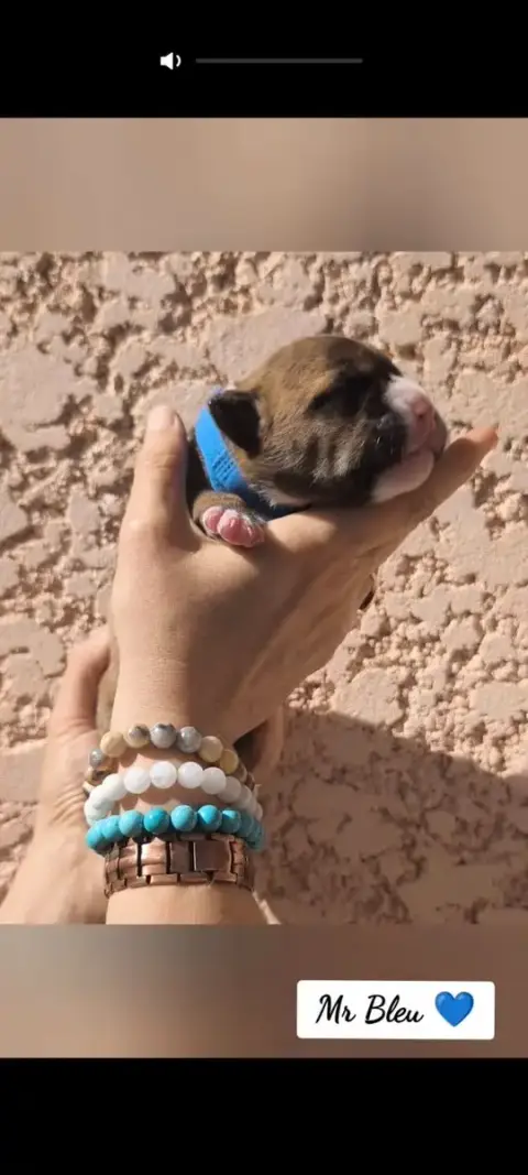 Bulldog Continental  Mr Bleu Du Val Dore D'Ourea photo 3