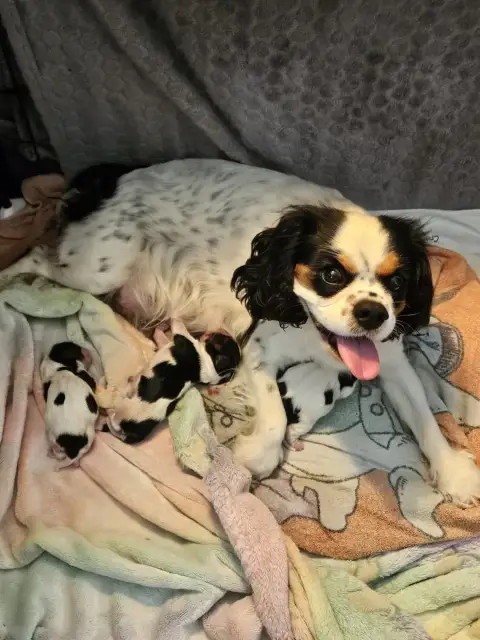 Cavalier King Charles Spaniel 
                       eaa31
