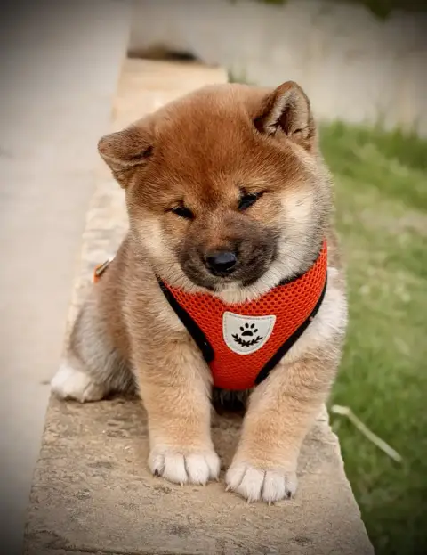 Shiba  Baby Bear Born In Aulero