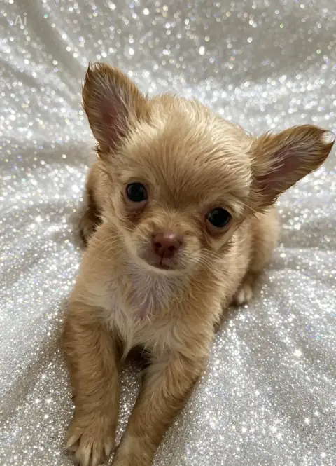 Chihuahua  B....Poil Long Petit Gabarit So Lovely photo 2