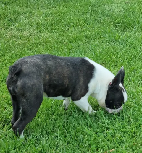 Boston Terrier  Abigael Du Logis De Beaumanoir photo 3
