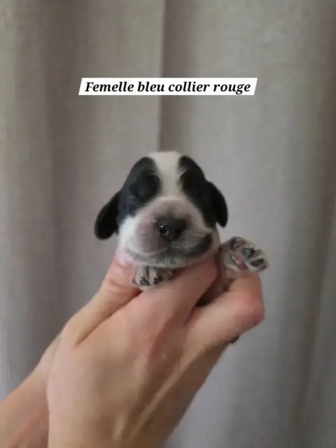 Cocker Spaniel Anglais  Collier Rouge Du Domaine De L 673d0