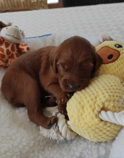 Setter Irlandais Rouge 
                        Chiot 3ae32 photo 3