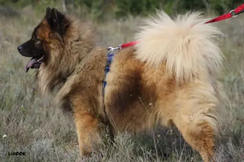 Eurasier  Chiot 3 Des Sables D'Olympe photo 3