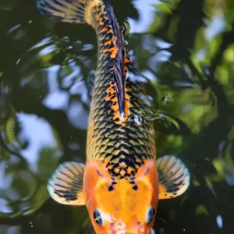 Magnifique Carpe Koï Orange De