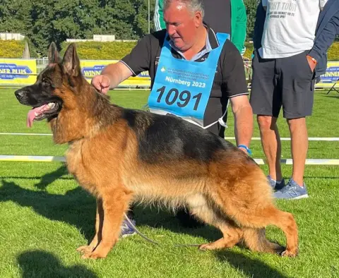 Berger Allemand  Chiot 4 De La Légende D'Asgot photo 2