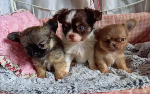 Chihuahua  Chiot 1 Des Petites Brindilles photo 2