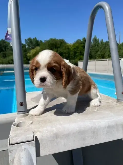 Cavalier King Charles Spaniel  Blanche Des Lutins Mal a90f2
