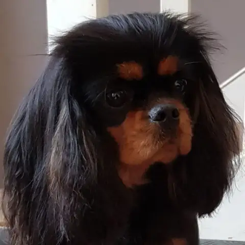 Cavalier King Charles Spaniel  Chiot N°2 Du Souvenir  5b3ee photo 3