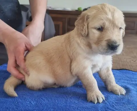 Golden Retriever  Chiot N°2 Des Hirondelles Du Voyage 3ed9c