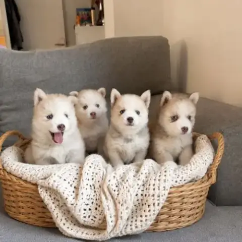 Magnifiques Chiots Pomsky Mini