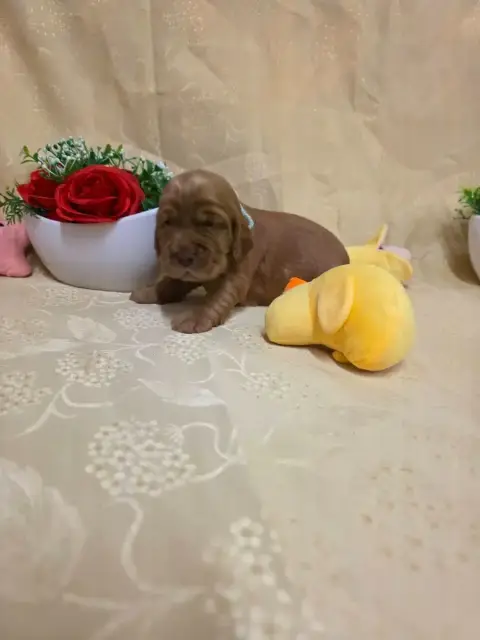 Cocker Spaniel Anglais 
                        B.... 6dbaf
