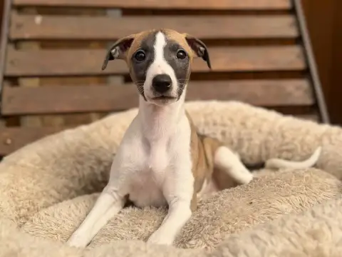 Whippet  Biscotte D Or Du Cèdre Enchanté photo 3