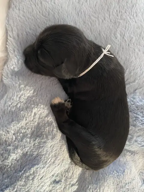 Terrier Tibetain  Bb Blanc De La Tribu De Dawa