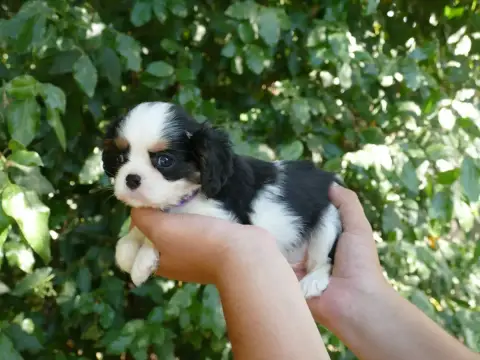 Cavalier King Charles Spaniel  Chiot N°1 Du Temps Des cfa61 photo 2