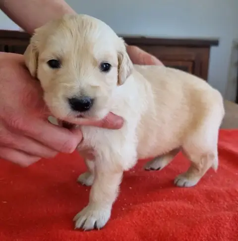 Golden Retriever  Chiot N°7 Des Hirondelles Du Voyage e24b8