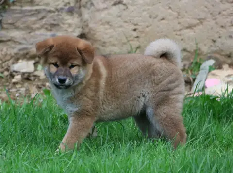 Shiba  Basashi Des Brumes De Brocéliande
