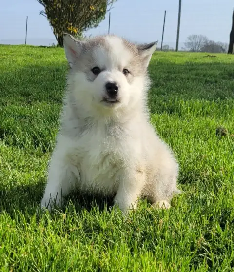 Alaskan Malamute  Chiot N°2 Des Marais De Courmont photo 3
