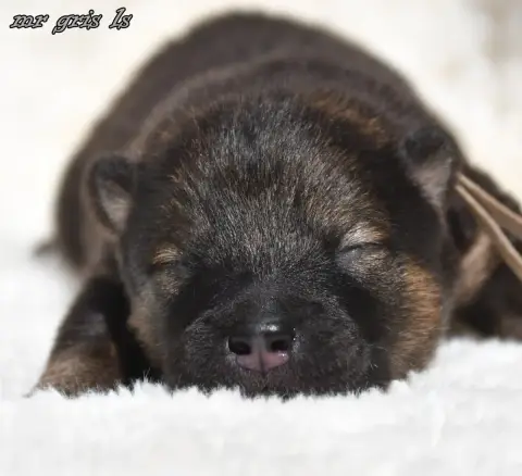 Eurasier  Chiot 5 Des Legendes De Retz photo 3