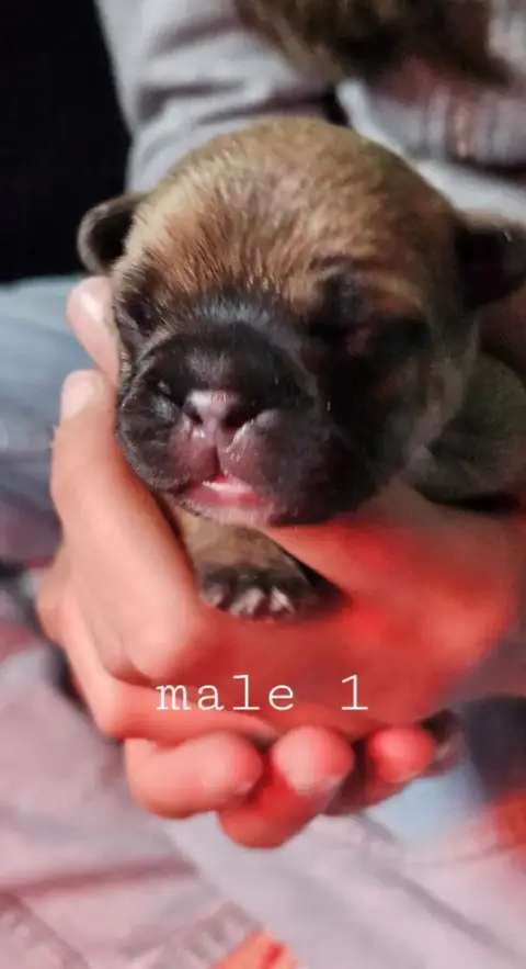 Bouledogue Français  Mâle 1