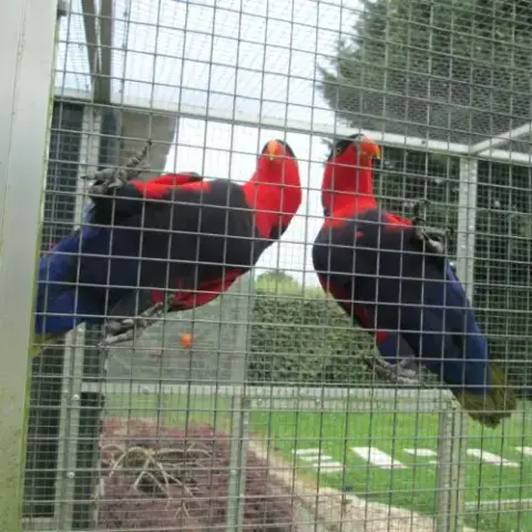 Couple Lori Tricolore